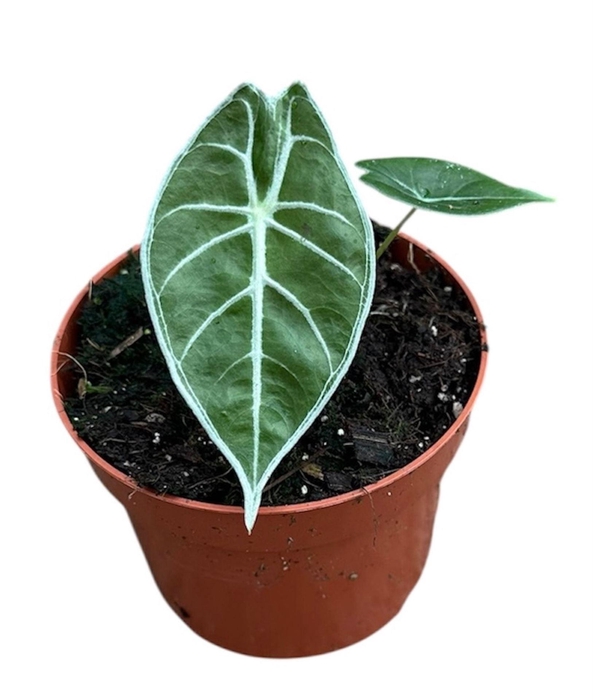 <h4>Alocasia Polly</h4>