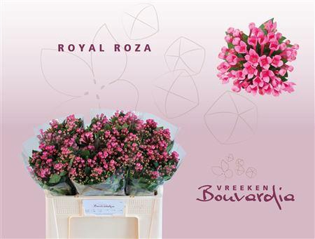 <h4>BOU EN ROZA</h4>