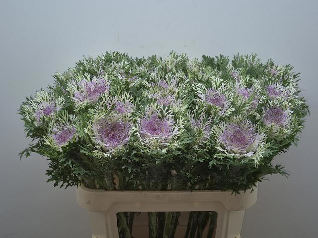 <h4>BRASS CRANE KING</h4>