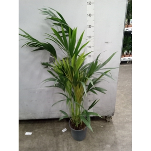 Howea forsteriana
