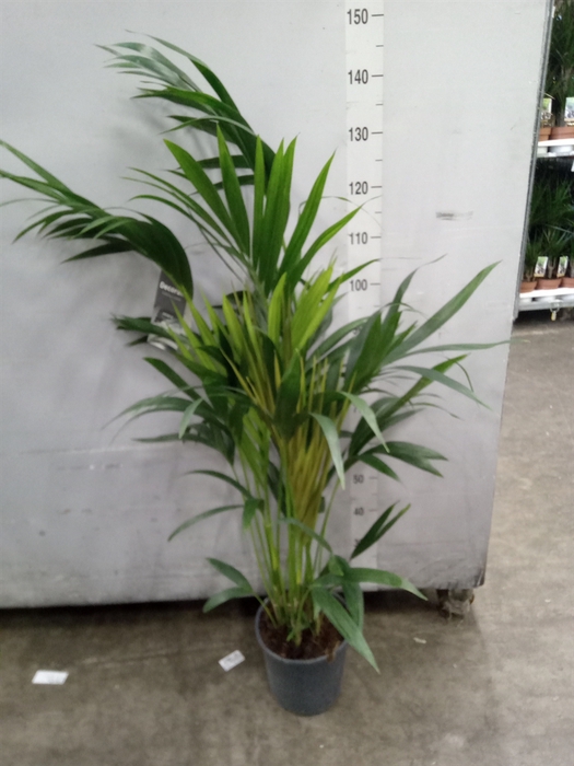 <h4>Howea forsteriana</h4>