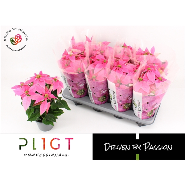 <h4>Euphorbia pulcherrima Princettia Hot Pink</h4>
