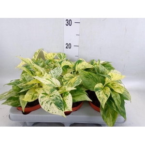 Epipremnum   ...