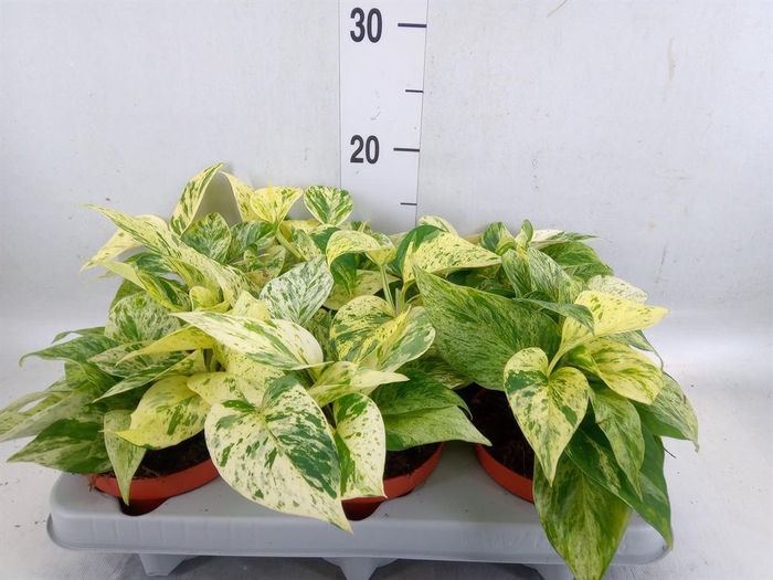 <h4>Epipremnum   ...</h4>