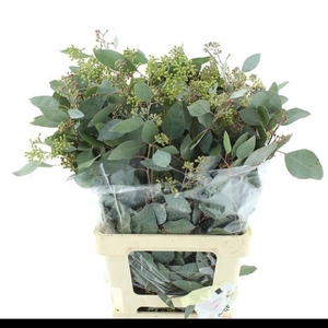 EUC POLYAN FRUI P BS