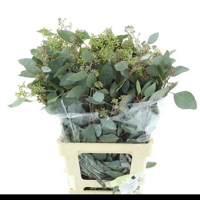 <h4>EUC POLYAN FRUI P BS</h4>