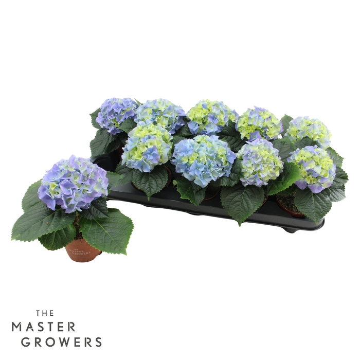 <h4>Hydrangea macr. 9cm Blauw 1 kopper</h4>