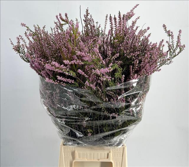 Erica Pink (Per Bunch)