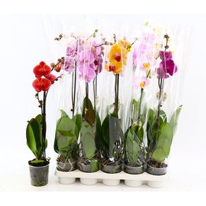 PHAL GEM 8 KL