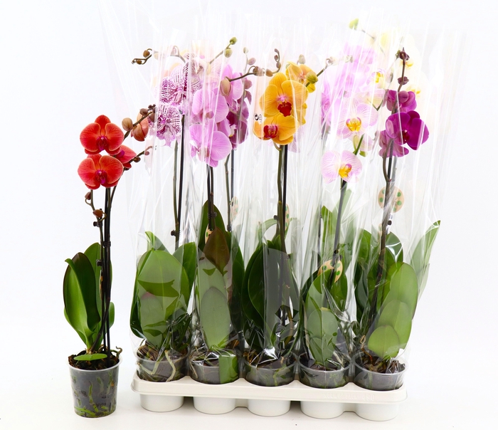 <h4>PHAL GEM 8 KL</h4>