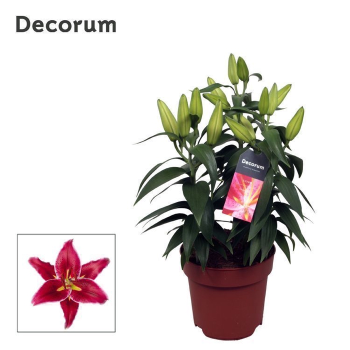 <h4>Lilium Or Magny Cours 17cm</h4>