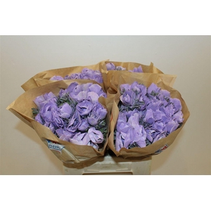 Anem Marianne Powder Lavender