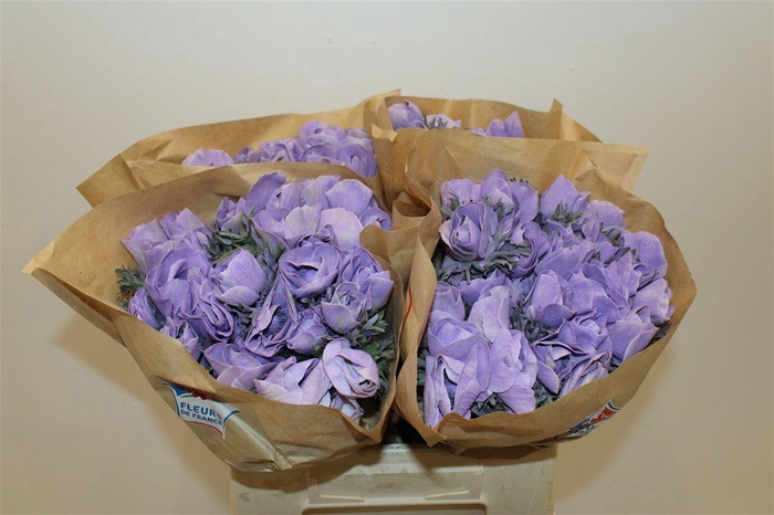 <h4>Anem Marianne Powder Lavender</h4>