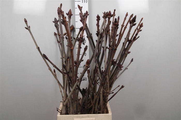 <h4>Aesculus Hippoc Tak</h4>