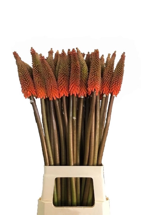 <h4>KNIP ALCAZAR</h4>