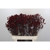 Anigozanthos Bush Ruby