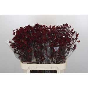 Anigozanthos Bush Ruby