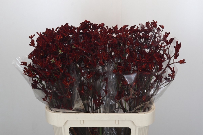 Anigozanthos Bush Ruby
