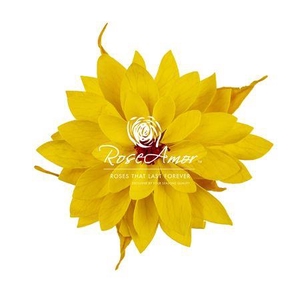 Dalia Yel02