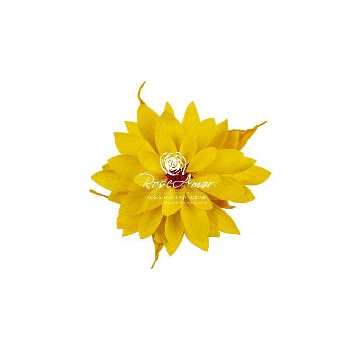 <h4>Dalia Yel02</h4>