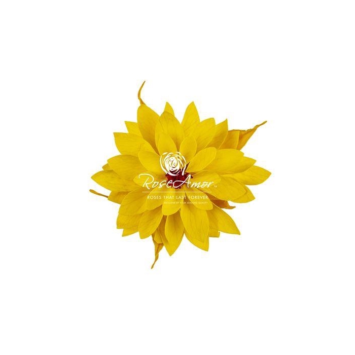 <h4>Dalia Yel02</h4>