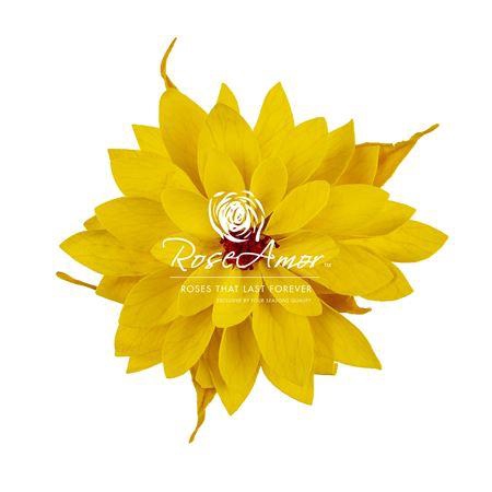Dalia Yel02