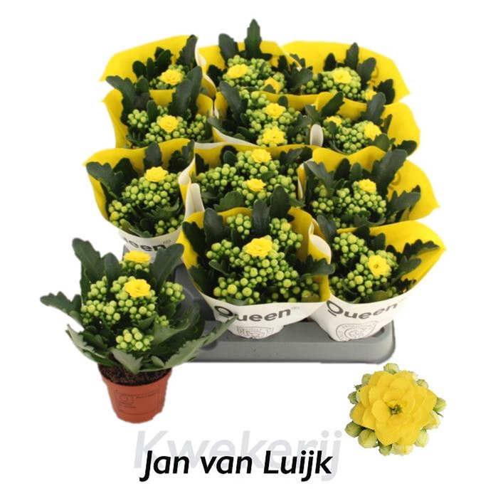 <h4>Kalanchoe Rose Flowers Tori</h4>