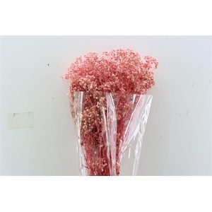 Pres Gyps Bq Light Pink Slv 240gr