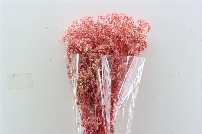 <h4>Pres Gyps Bq Light Pink Slv 240gr</h4>