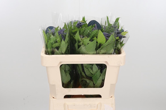 <h4>Clem Amazing Oslo</h4>