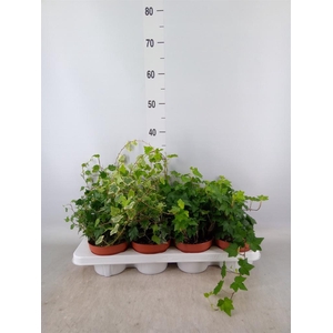 Hedera helix   ...mix 3