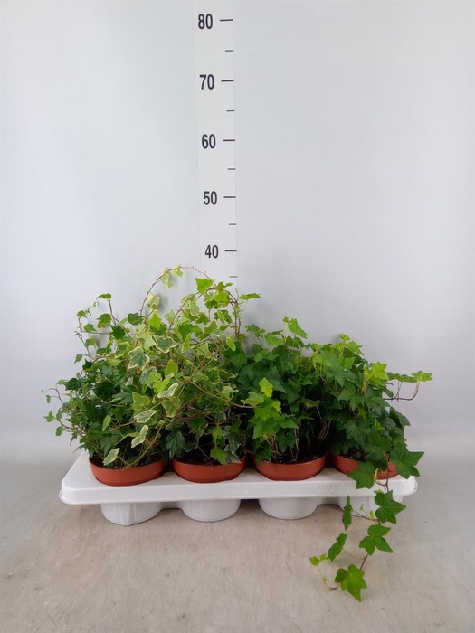 <h4>Hedera helix   ...mix 3</h4>