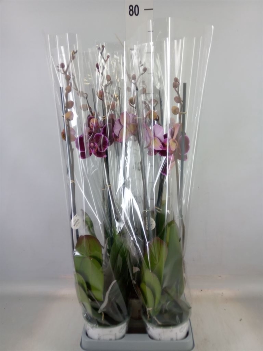 <h4>Phalaenopsis  'Ant Montpellier'</h4>
