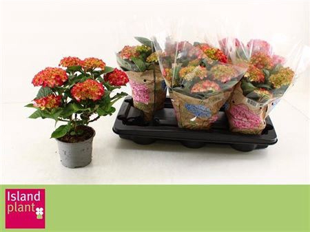 <h4>Hydr M Dutch L Selma</h4>