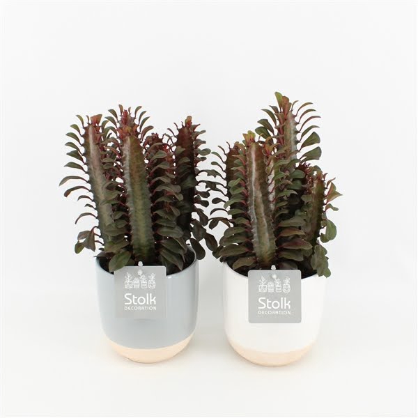 <h4>Euphorbia Trigona in Emily keramiek</h4>