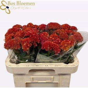 <h4>CEL C REPRISE ORANGE</h4>