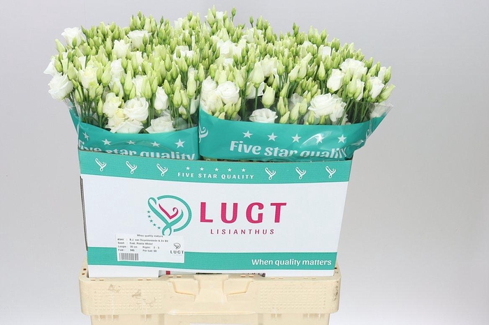 <h4>Eust Du Rosita White</h4>