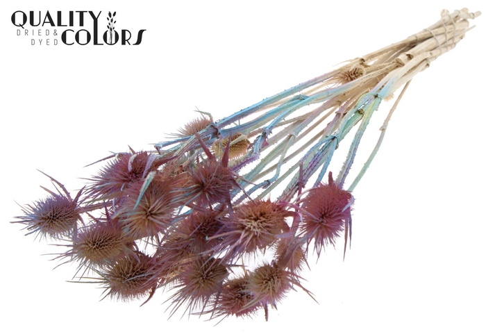 <h4>Droogbloemen   ...bewerkt H%</h4>