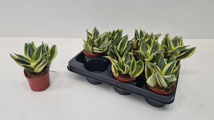 <h4>SANSEV HAHNII</h4>