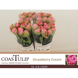 TU DU STRAWBER CREAM