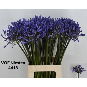 AGAP DR BROUWER Blauw 70 CM P.BLIK