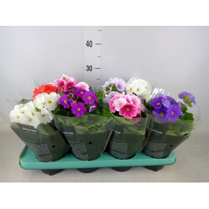 Primula obcon. 'Touch Me'   ...mix