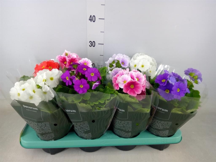 <h4>Primula obcon. 'Touch Me'   ...mix</h4>