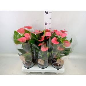 Anthurium andr. 'Sweet Dream'