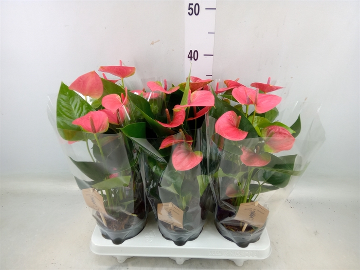 <h4>Anthurium andr. 'Sweet Dream'</h4>