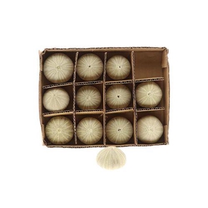 SHELL URCHIN 12PCS
