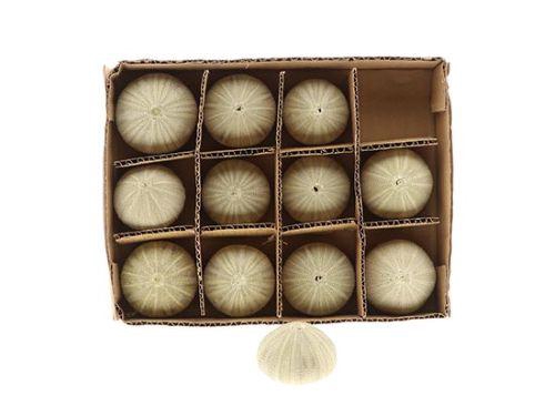 <h4>SHELL URCHIN 12PCS</h4>