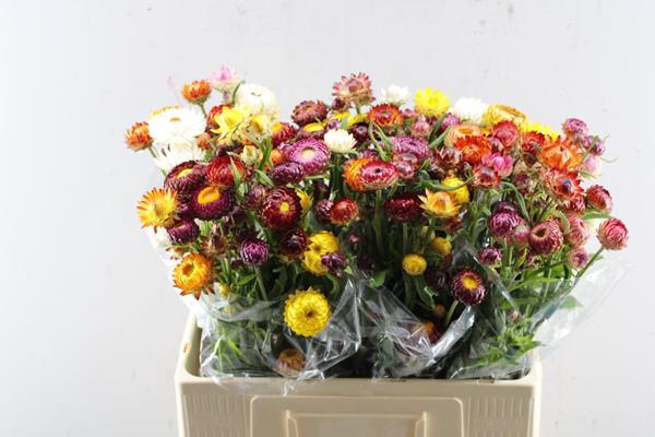 <h4>Helichrysum Gemengd</h4>