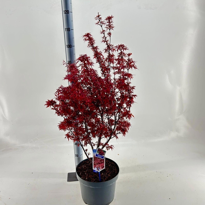 <h4>Acer palmatum Shaina</h4>