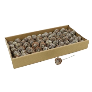 Muirii O/w 60pc